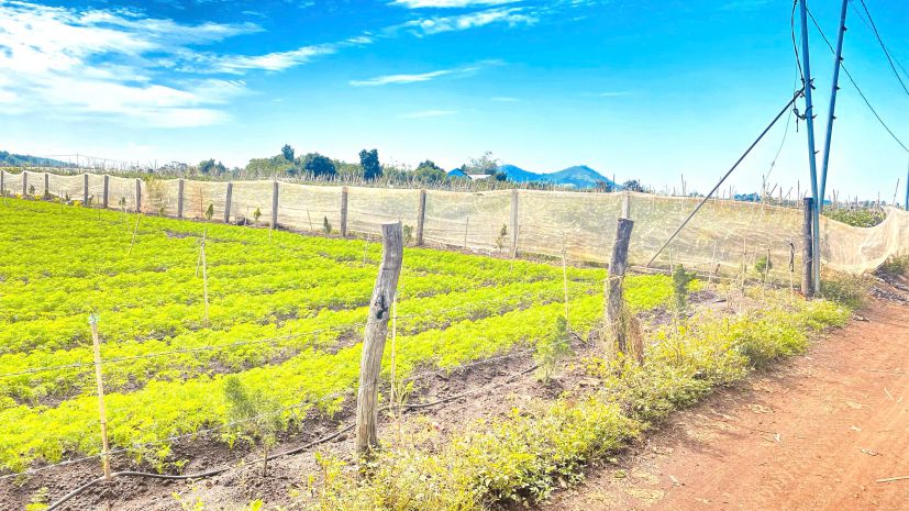 6 sào hẻm dh2 nthôn hạ, đức trọng cũ, lâm đồng 7296693