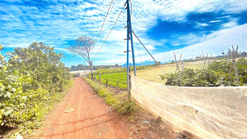 6 sào hẻm dh2 nthôn hạ, đức trọng cũ, lâm đồng 7296694