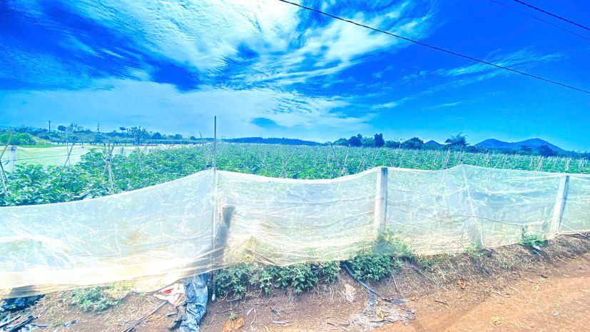 6 sào hẻm dh2 nthôn hạ, đức trọng cũ, lâm đồng 7296695