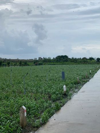 Bán gấp đất nền thổ cư bà lẫy sổ sẵn công chứng ngay 7299224