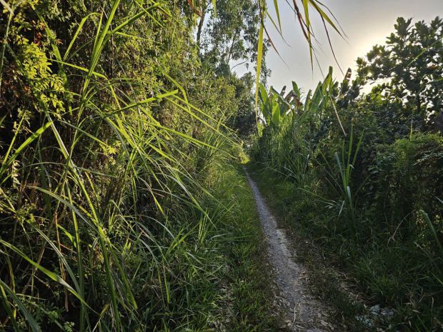 Chính chủ cần bán đất vườn tại xã hòa tịnh - h.mang thít - 7314007