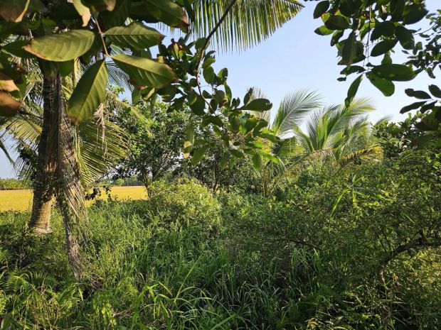 Chính chủ cần bán đất vườn tại xã hòa tịnh - h.mang thít - 7314008