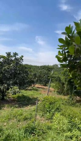 Bán gấp đất vườn view sông đồng nai  diện tích lớn, giá 7337668