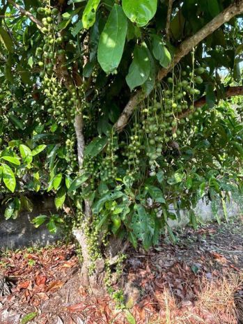 Bán gấp vườn trái cây ven kênh  1.100m²  chỉ 4,8trm² 7355294