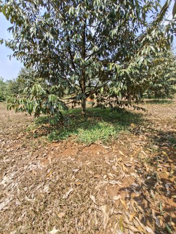 Bán vườn sầu riêng đất đồng nai 240.tiẻu 7358669