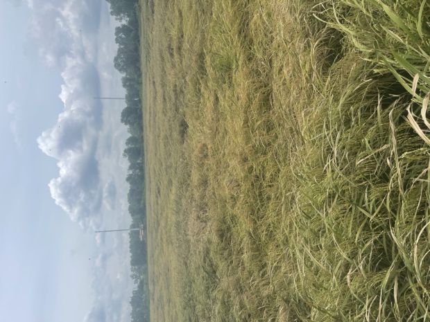 Bán gấp! đất đỗ văn dậy tân hiệp hóc môn 1ha, đầu tư sinh 7366760