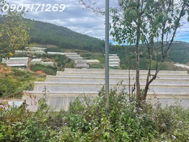 Bán đất manglin tại phường 7 tp đà lạt nay là phường 7376180