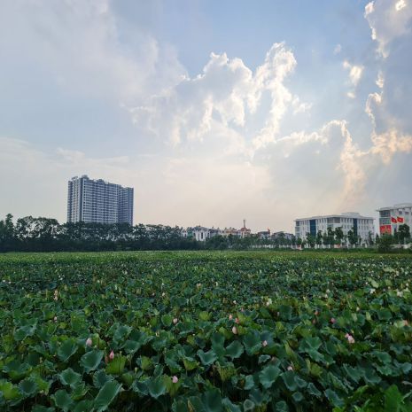 Chính chủ cần bán gấp lô đất tại khu tđc trâu quỳ, gia 7381136