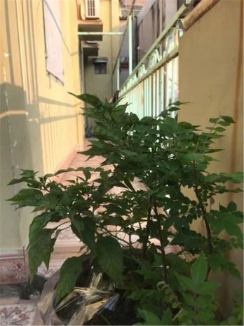 Nhà khu vực trường thọ - giá tốt - chủ cần bán gâp tại 7382392