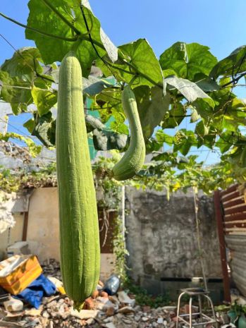 120m2 đất ở full thổ cư, nguyễn bình, làng đại học nhà bè, 7387007