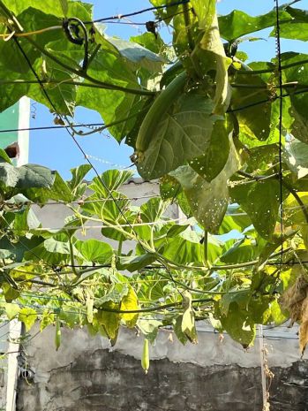 120m2 đất ở full thổ cư, nguyễn bình, làng đại học nhà bè, 7387009