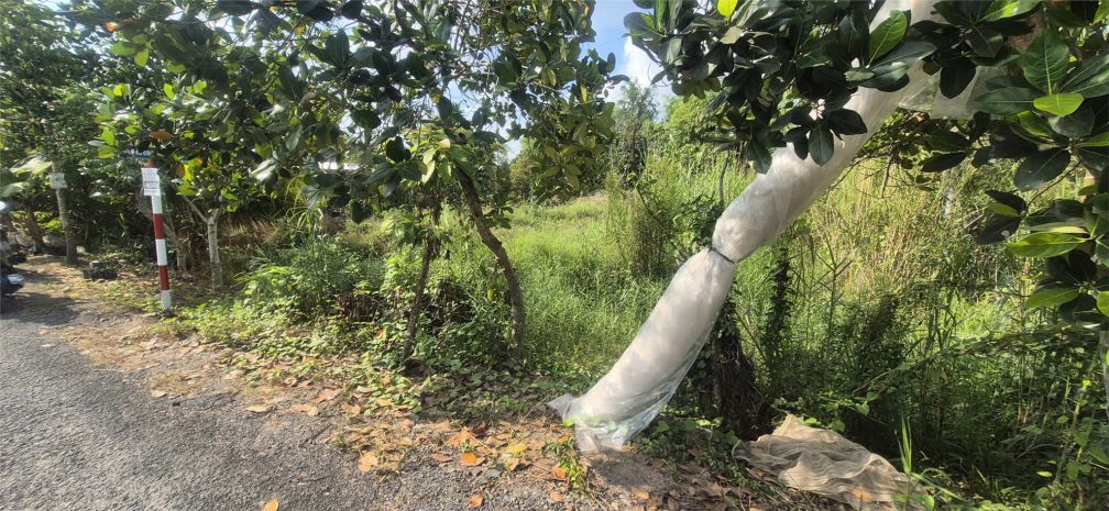 Đất chính chủ mặt tiền đường nhựa ấp phú trí b1, xã phú 7398107