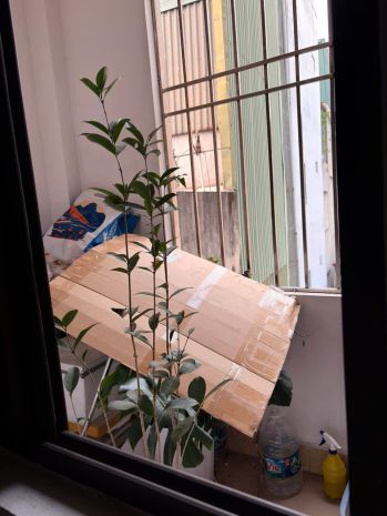 Cho thuê phòng khép kín , ban công thoáng mát tại trung 7401542