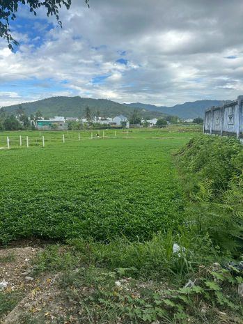 Bán đất giá tốt  cơ hội đầu tư sinh lời  tp nha trang 7403348