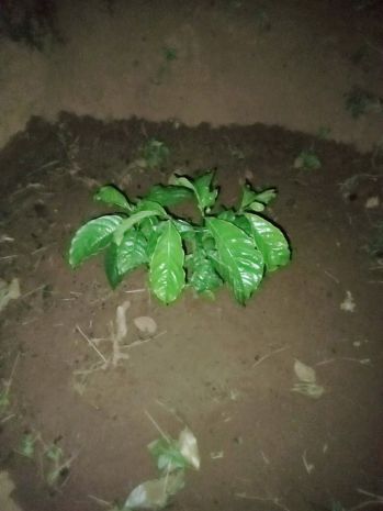 Đất đẹp  giá tốtchính chủ cần bán đất vườn thôn quảng 7406306