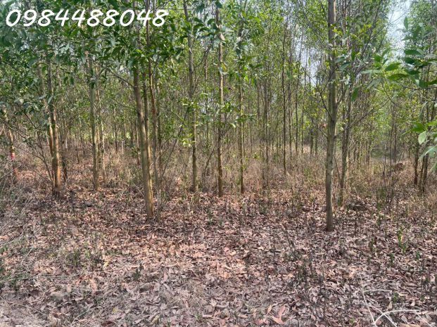 Bán đất vườn xuân thành, xuân lộc, đồng nai. giá chỉ 3.2 7406539