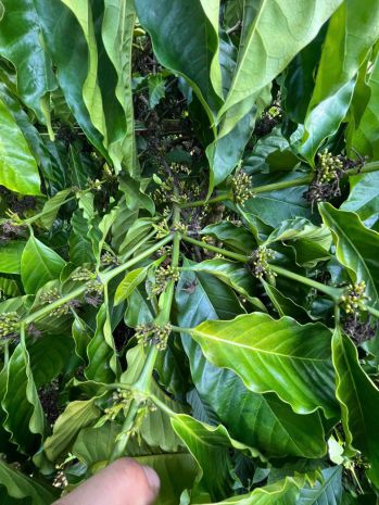 Đất rẫy  giá tốt  cần bán gấp  quốc lộ 28  xã đắk sôr 7417392