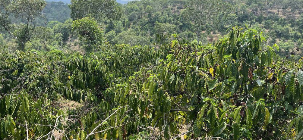 Đất rẫy  giá tốt  cần bán gấp  quốc lộ 28  xã đắk sôr 7417393