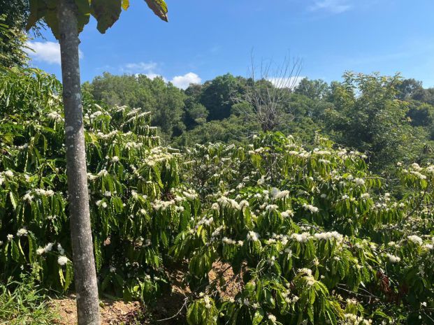 Đất rẫy  giá tốt  cần bán gấp  quốc lộ 28  xã đắk sôr 7417394