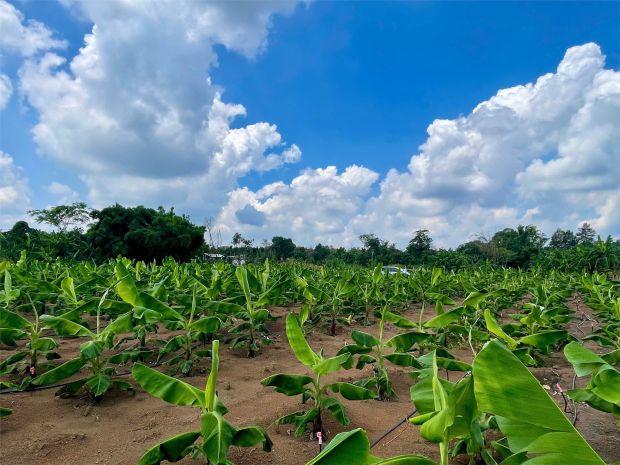 Cơ hội đầu tư siêu hấp dẫn - cần bán gấp đất  giá ngộp 7418539