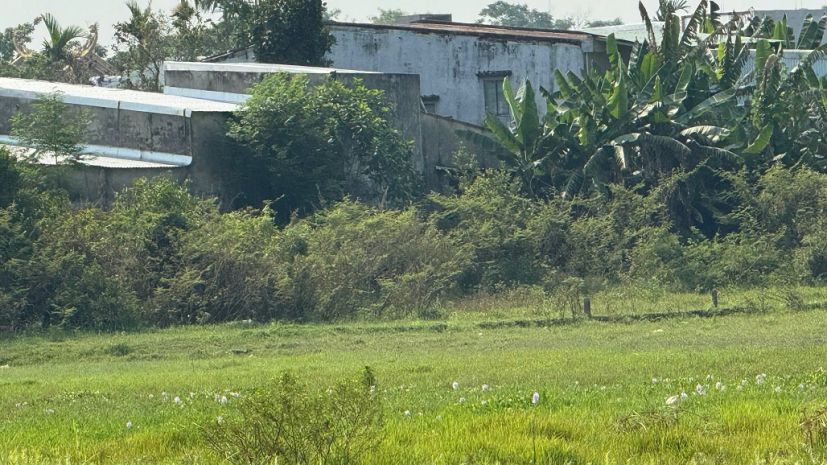 Bán đất đẹp  view cánh đồng quan châu, hòa xuân  đà nẵng 7431751