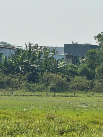 Bán đất đẹp  view cánh đồng quan châu, hòa xuân  đà nẵng 7431752