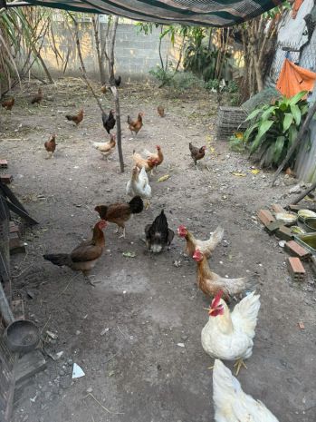 Chính chủ cần bán gấp lô đất đẹp  vị trí tiềm năng cao 7433190