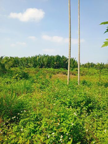 Chủ kẹt tiền cần bán lô đất tại mt đường dx 017 có 1000 m² 7441501