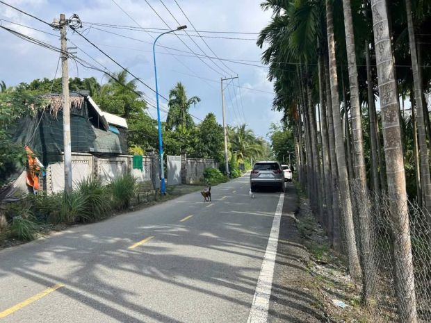 Đất hóc môn ngang 39m  giá chỉ 5.3 tỷ  siêu hiếm khó tìm 7456404
