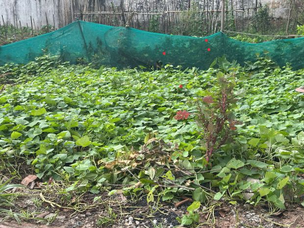 Bán đất dương quang gia lâm dt 45m2 gần ô tô trường học các 7464665