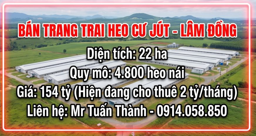 Bán trang trại heo 22 ha 4.800 heo nái -cư jut,  đăk nông. 7479834