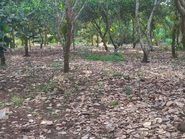 Chính chủ bán đất 1360m2 có 200 thổ cư, vườn mít xuân lộc, 7485158