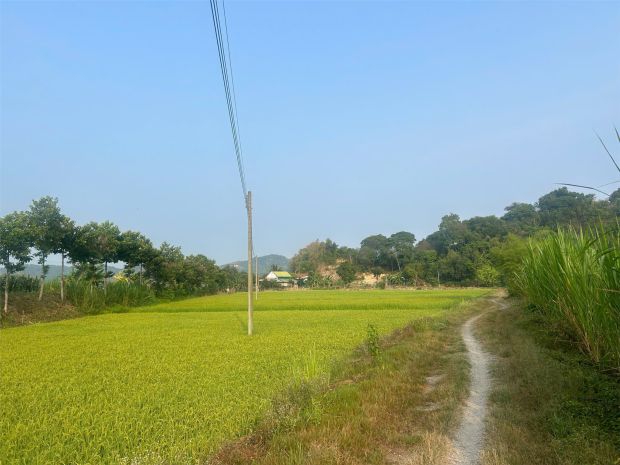 Đất nhà vườn  giá tốt  chính chủ cần bán đất tại thôn 4, 7490192