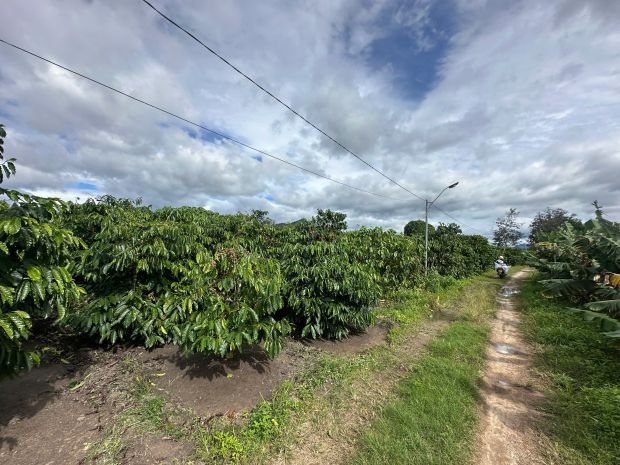 Kon tum, cơ hội đầu tư giữ tiền cực đỉnh! 7491384
