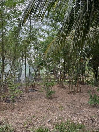 Cần bán đất vườn đẹp  phường hòa thành 7494176