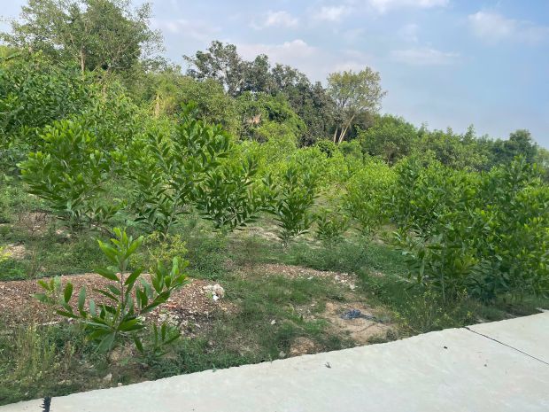 Bán 835m2 đất thổ cư tân hả - hàm tân giá ngộp 650 triệu sổ 7515633