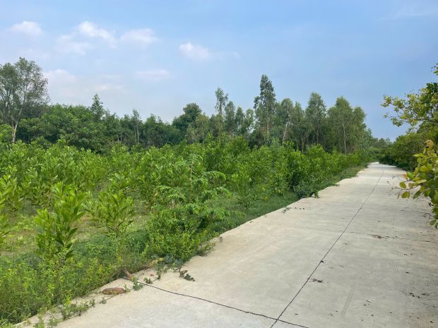 Bán 835m2 đất thổ cư tân hả - hàm tân giá ngộp 650 triệu sổ 7515634