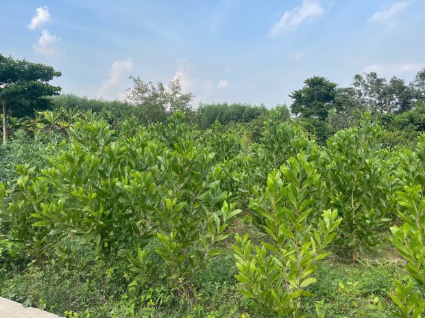 Bán 835m2 đất thổ cư tân hả - hàm tân giá ngộp 650 triệu sổ 7515635
