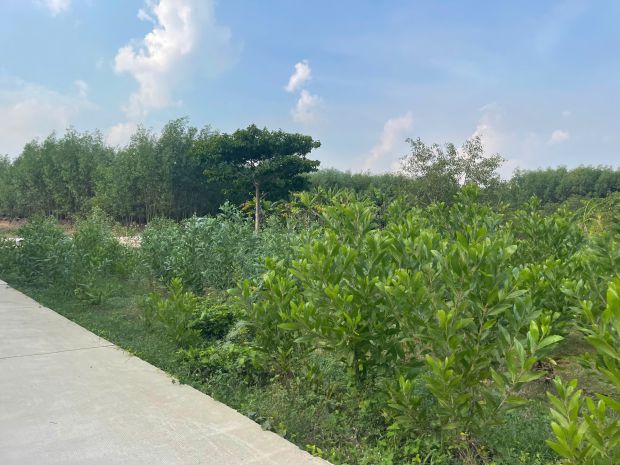 Bán 835m2 đất thổ cư tân hả - hàm tân giá ngộp 650 triệu sổ 7515636