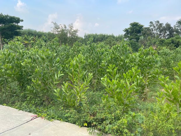 Bán 835m2 đất thổ cư tân hả - hàm tân giá ngộp 650 triệu sổ 7515637