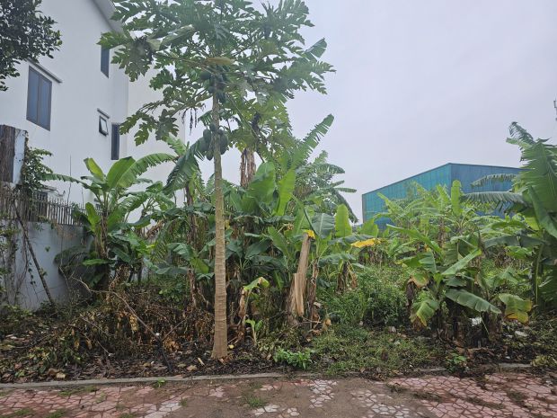 Bán đất 256m² gần quốc lộ 5, tiềm năng tăng giá cao 7522553