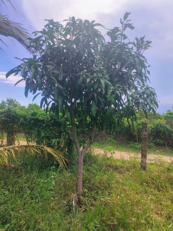 Đất vườn dừa đẹp  giá tốt  chính chủ cần bán tại thị trấn 7522892