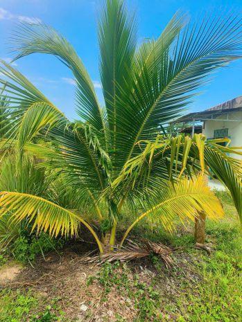 Đất vườn dừa đẹp  giá tốt  chính chủ cần bán tại thị trấn 7522893