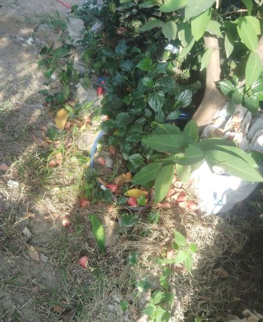 Bán nhà vườn nhỏ mát mẻ chính chủ, gần cầu rạch tra, đường 7546082