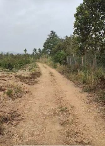 Cần bán đất rẫy - 4.5 sào - đất đang có cà phê 7550622