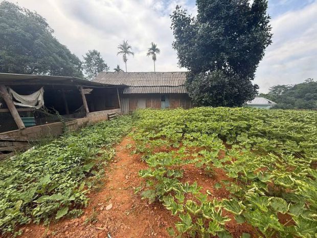 Chính chủ bán trang trại nhà vườn tại thôn mỏ  xuân giao 7573009