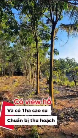 Siêu phẩm 1,7ha nhà yến cùng 500 cây cao su đang thu hoạch, 7578040