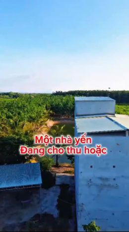 Siêu phẩm 1,7ha nhà yến cùng 500 cây cao su đang thu hoạch, 7578042