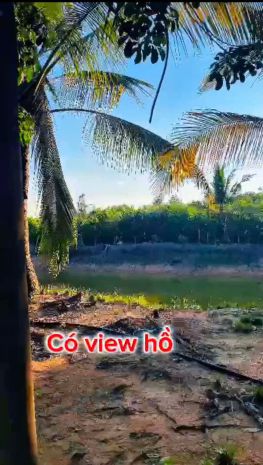 Siêu phẩm 1,7ha nhà yến cùng 500 cây cao su đang thu hoạch, 7578044