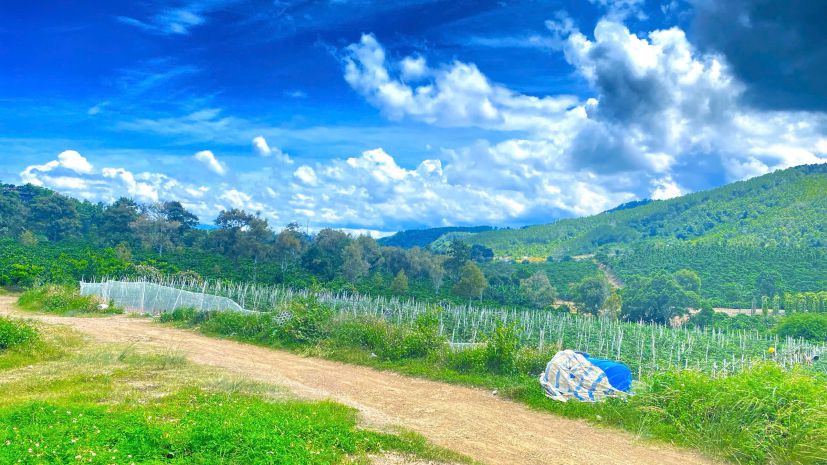 1,3 ha  13.000m2  mà giá chỉ 3,5 tỷ - phú hội cũ, đức trọn 7589883